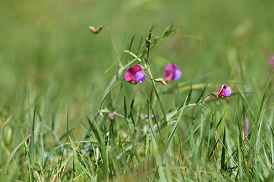 BUITEN BEELD Foto: 412739