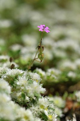 BUITEN BEELD Foto: 412746