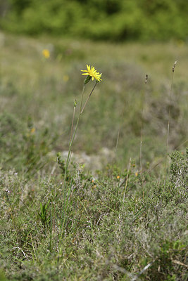 BUITEN BEELD Foto: 412749