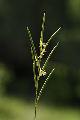 BUITEN BEELD Foto: 412765