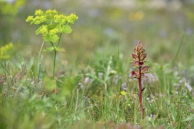 BUITEN BEELD Foto: 412774