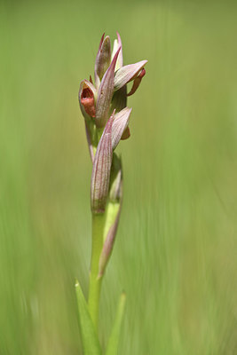 BUITEN BEELD Foto: 412777