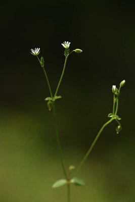 BUITEN BEELD Foto: 412782