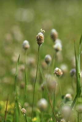 BUITEN BEELD Foto: 412788