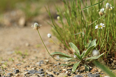 BUITEN BEELD Foto: 412799