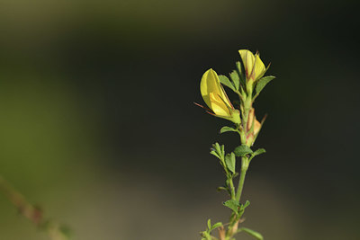 BUITEN BEELD Foto: 412801