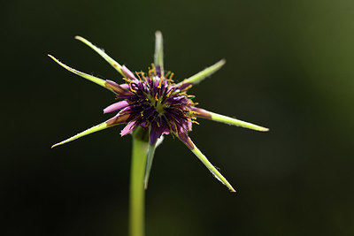 BUITEN BEELD Foto: 412827