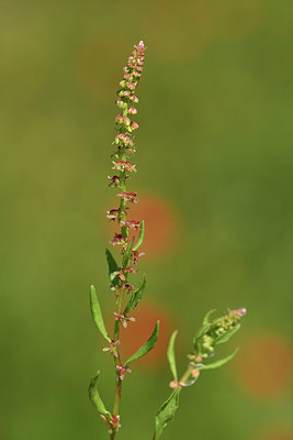 BUITEN BEELD Foto: 412830
