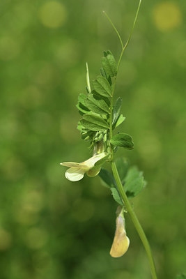 BUITEN BEELD Foto: 412846