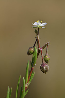 BUITEN BEELD Foto: 412849