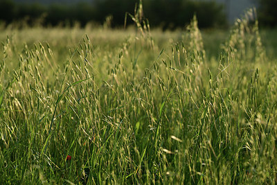BUITEN BEELD Foto: 412850