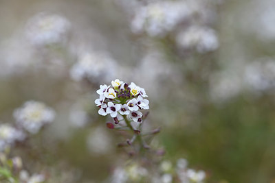 BUITEN BEELD Foto: 412852