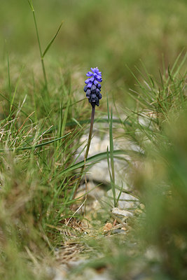 BUITEN BEELD Foto: 412856