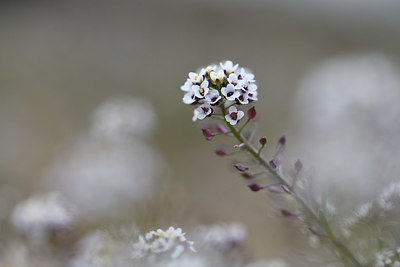 BUITEN BEELD Foto: 412862