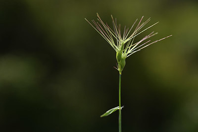 BUITEN BEELD Foto: 412879