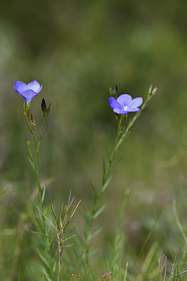 BUITEN BEELD Foto: 412880