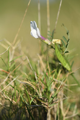 BUITEN BEELD Foto: 412898