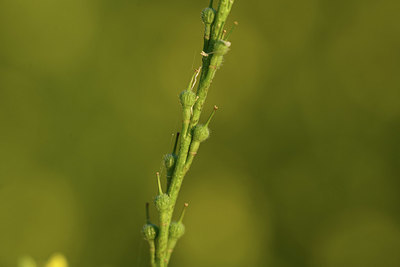 BUITEN BEELD Foto: 412910