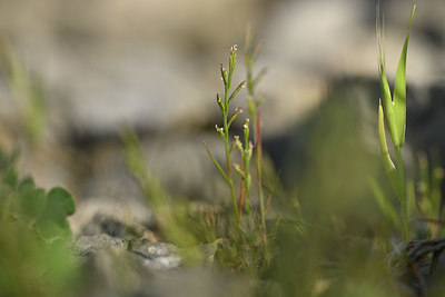 BUITEN BEELD Foto: 412933