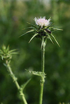 BUITEN BEELD Foto: 412939