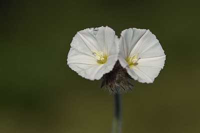 BUITEN BEELD Foto: 412951