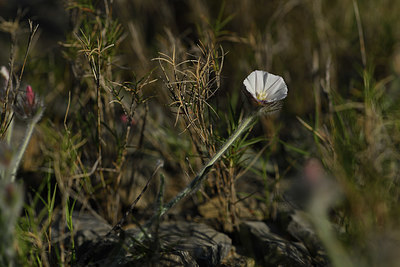 BUITEN BEELD Foto: 412952