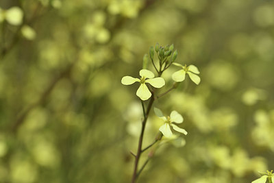 BUITEN BEELD Foto: 412954