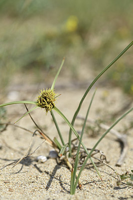 BUITEN BEELD Foto: 412963