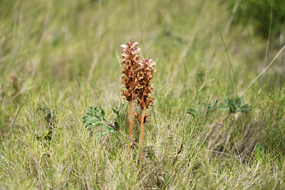 BUITEN BEELD Foto: 412968