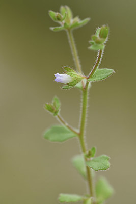 BUITEN BEELD Foto: 412971