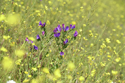 BUITEN BEELD Foto: 412972