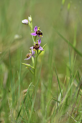 BUITEN BEELD Foto: 412980