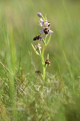 BUITEN BEELD Foto: 412989