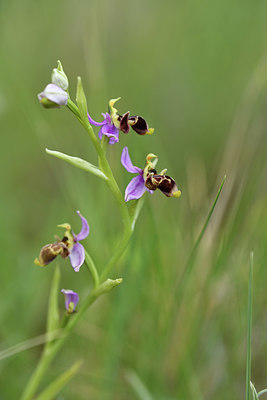 BUITEN BEELD Foto: 413005