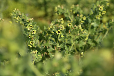BUITEN BEELD Foto: 413010