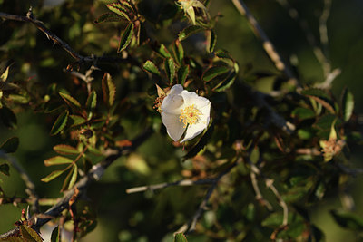 BUITEN BEELD Foto: 413012