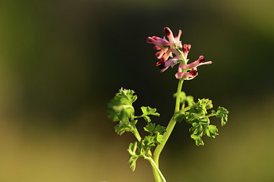 BUITEN BEELD Foto: 413033