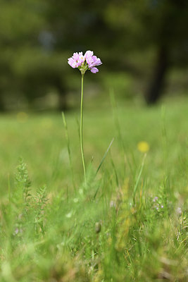 BUITEN BEELD Foto: 413046