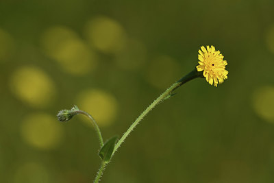 BUITEN BEELD Foto: 413050