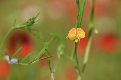 BUITEN BEELD Foto: 413070