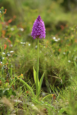 BUITEN BEELD Foto: 413087