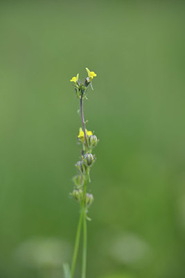 BUITEN BEELD Foto: 413094