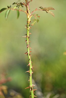 BUITEN BEELD Foto: 413102