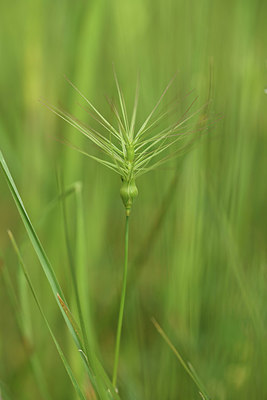 BUITEN BEELD Foto: 413121