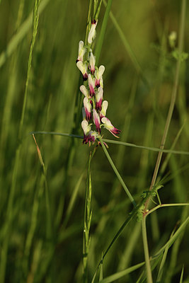 BUITEN BEELD Foto: 413126