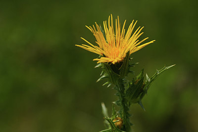 BUITEN BEELD Foto: 413138