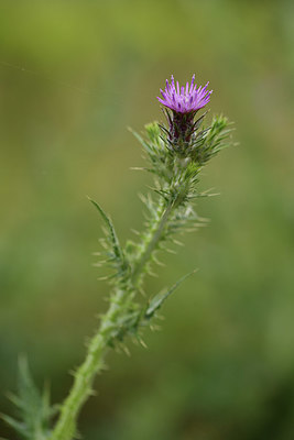BUITEN BEELD Foto: 413139