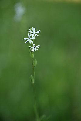 BUITEN BEELD Foto: 413141