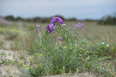 BUITEN BEELD Foto: 413147