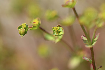 BUITEN BEELD Foto: 413160